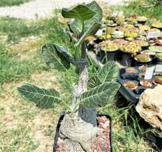 Image result for Fockea multiflora