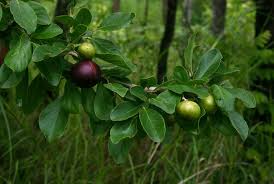 Image result for Flacourtia indica