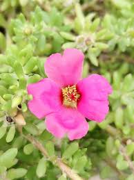 Image result for Portulacaceae