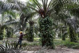 Exclusive Indian Buyers Slash Malaysian Palm Oil Purchases
