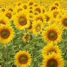 In italy, the colors of flowers all have distinct meanings as well. 11 Beautiful Traditional Italian Flowers You Should Try Growing