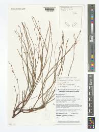 Image result for Oxygonum