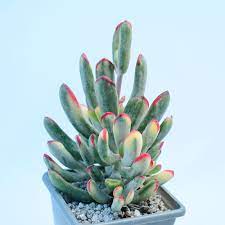 We did not find results for: Cotyledon Orbiculata Var Flanaganii F Variegata Surreal Succulents