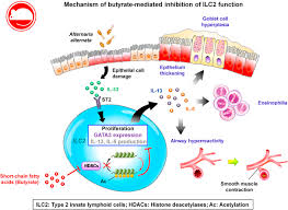 Jul 24, 2020 · butyrate is crucial for gut and brain health and may prevent autoimmunity and obesity. Regulation Of Type 2 Innate Lymphoid Cell Dependent Airway Hyperreactivity By Butyrate Journal Of Allergy And Clinical Immunology