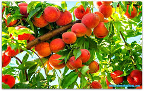 Anything that's too rotten for animals goes straight into the compost. A Peach Tree Bears Fruit Christ Ahnsahnghong God The Mother Faith To Ahnsahnghong