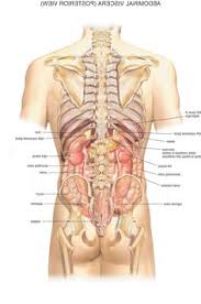The discipline of anatomy is divided into macroscopic and microscopic. 13 Best Places To Visit Images Human Anatomy Anatomy Organs Human Body Diagram