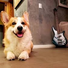 Does Anyone Need A Bass Player At Queenscorgi Tumblr Com Https Ift Tt 2zbhica Corgi Dog Lovers Dogs