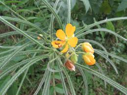 Image result for Senna hirsuta