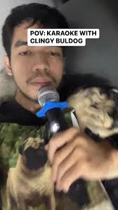 Mag brownout sana 🙄 -Cromwell #pug #pet #dog #cromwell