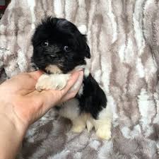 Havanese Puppy For Sale In Houston Tx Adn 31729 On Puppyfinder Com Gender Female Age 7 Weeks Old Havanese Puppies For Sale Havanese Puppies For Sale