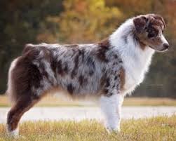 A blue merle australian shepherd is one of the four recognized varieties of the breed. Coat Color Asca
