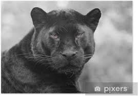 First appearing in 1966, black panther has inspired millions of people around the world with a unique spin of superheroes and african culture. Black Panther Poster Pixers We Live To Change