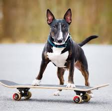 We provide advertising for dog breeders, puppy sellers, and other pet lovers offering dogs and. Rottweiler Puppies For Sale Adoptapet Com