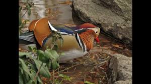 Beautiful male mandarin duck in breeding plumage and pretty wood ducks up close at a lake in the santa monica mountains enjoying the morning. Genus Aix Mandarin Duck And Wood Duck Youtube