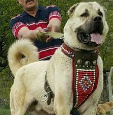 Kangal Tasmasi Satilir Community Facebook