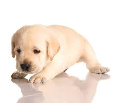 Yellow Lab Names For Your Male Or Female Pooch