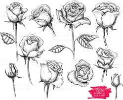 Vector Hand Drawn Botanical Rose Set Engraved Collection Royalty Free Stock Vector Art Roses Drawing How To Draw Hands Flower Drawing