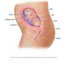 Pin On For Baby
