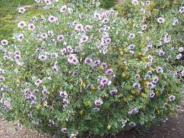 Pin On In The Garden