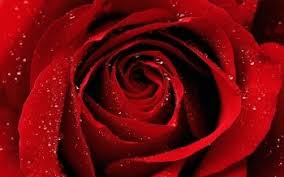 Follow the vibe and change your wallpaper every day! 15781 Flowers Hd Wallpapers Background Images Wallpaper Abyss