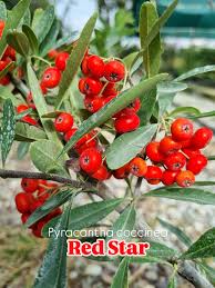Image result for Pyracantha coccinea soleil d'or