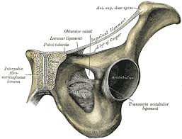 Schambein Wikipedia