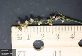 Image result for Scleria nyasensis