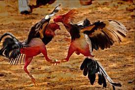 Maybe you would like to learn more about one of these? Ayam Vietnam Archives Master Agen Bola Taruhan Online Sabung Ayam Online