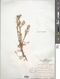 Image result for Polygala sphenoptera