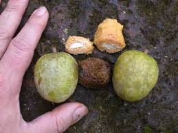 Image result for Irvingiaceae