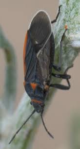 Black Seed Bug With A Little Orange Melacoryphus Lateralis Bugguide Net
