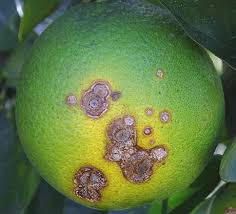 Firstly, it's important to know that most fruit trees are susceptible to some common diseases. Lemon Production And Cultivation Technology