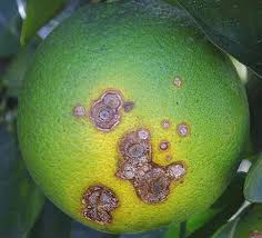Firstly, it's important to know that most fruit trees are susceptible to some common diseases. Lemon Production And Cultivation Technology