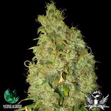 Check spelling or type a new query. World Of Seeds Medical Collection Northern Lights X Skunk