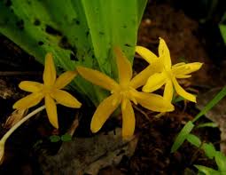 Image result for Curculigo pilosa