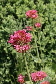 Die 8 Schonsten Dauerbluher Fur Den Garten Garten Garten Bepflanzen Pflanzen