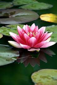 Lily pond captures perhaps the most picturesque aspect of his garden, the japanese bridge which sits above a pond of water lilies. Pin Von Elitatarasova Auf Gardening Blumenarten Arten Von Blumen Wunderschone Blumen
