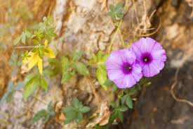 Image result for Ipomoea asarifolia