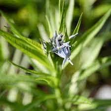 Image result for Blumea adamsii