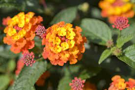 Blue orange pink purple red violet white yellow. Popular Orange Flower Varieties