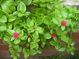 Scopri le piante cascanti sempreverdi per la casa: Aptenia Cordifolia Balcone Fiorito
