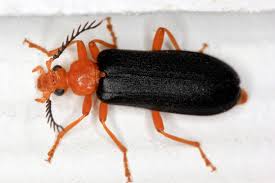 Maybe you would like to learn more about one of these? Fire Colored Beetle Neopyrochroa Flabellata Bugguide Net