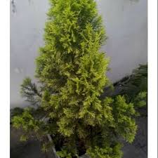 Tracheophyta sub divisi:spermatophytina kelas:pinopsida ordo:pinales family:platyladus spach spesies: Bibit Tanaman Hias Cemara Emas 40cm Shopee Indonesia