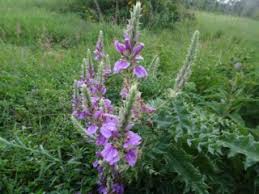 Image result for Justicia exigua