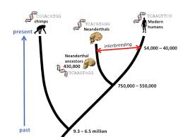 56 hand picked human ancestors chart