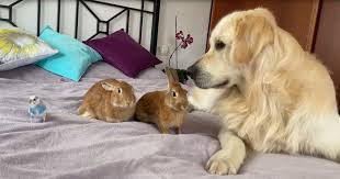 Rabbits, like humans, make a number of different sounds to help them understand each other. Two Cute Rabbits A Budgie Make Friends With Bailey The Retriever