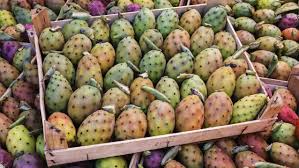 Prickly pear jelly is a real treat, and lets you have a taste of the dessert anywhere in the world. Guide To Making Prickly Pear Jelly
