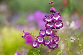 Image result for Penstemon
