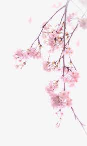 A Cherry Blossom Cherry Blossom Wallpaper Cherry Blossom Art Blossoms Art
