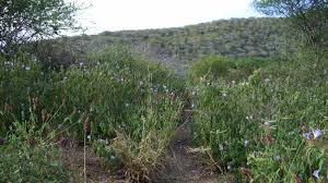 Image result for Barleria holubii